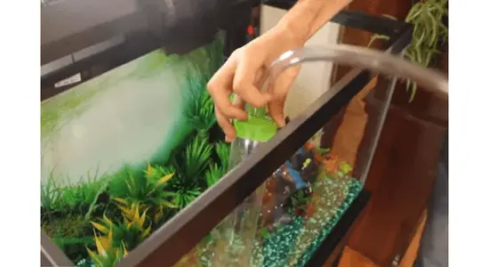 Can You Use Hose Water for Fish Tanks